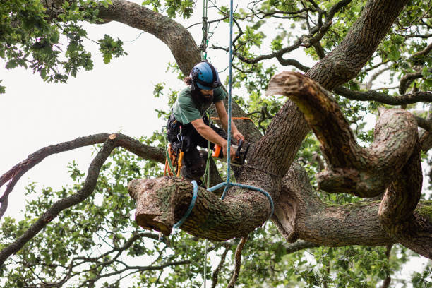 How Our Tree Care Process Works  in  Fulton, NY