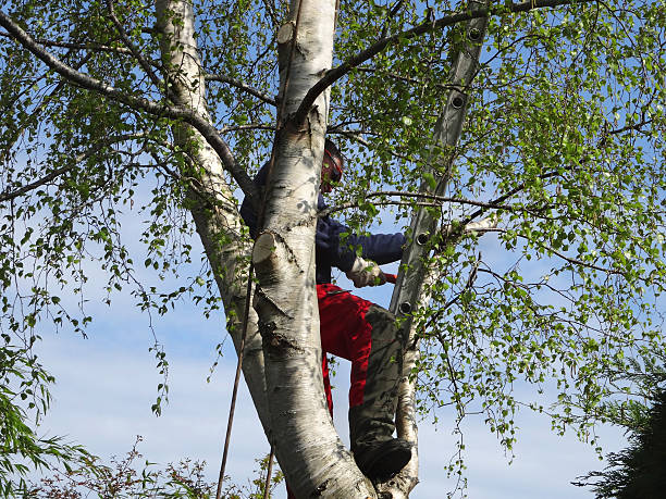 Best Commercial Tree Services  in Fulton, NY