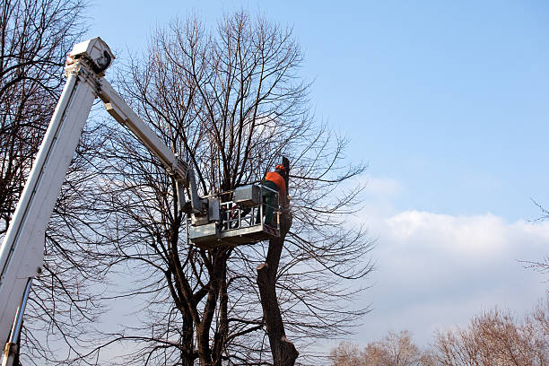 Best Firewood Processing and Delivery  in Fulton, NY